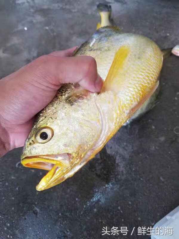 中国最贵的十种野生鱼,真正的野生金龙鱼一条多少钱