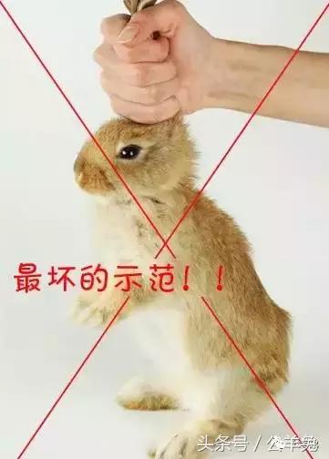 养兔技术及方法,养兔技术与兔疾病防治顺序流程