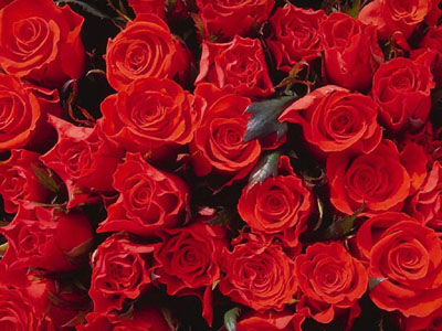 带你认识这些花,这些花长得极丑镇宅又养人