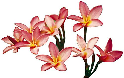 带你认识这些花,这些花长得极丑镇宅又养人