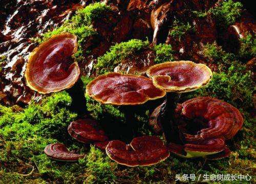 孕35周失眠用食疗法,失眠食疗法大全