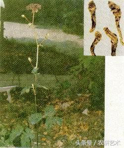 箭叶秋葵中药图谱,农村中草药图谱书籍