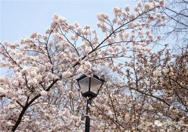 一天吃8顿算啥!回我老家青岛,带你吃上24小时!