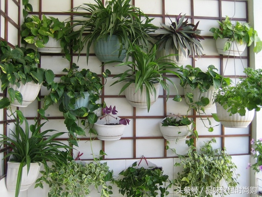 遗憾没有阳光？背阴阳台也能打造幽静绿色花园