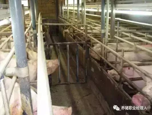 母猪发情怎么分析,母猪场返情的原因和解决办法