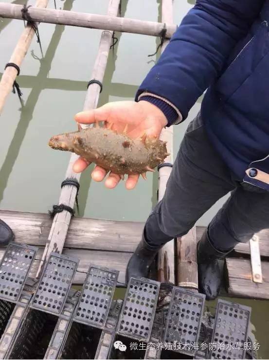 海参干货市场价格,海参市场价格