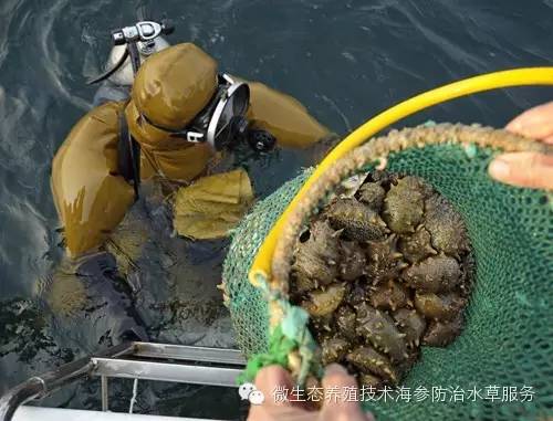 海参干货市场价格,海参市场价格