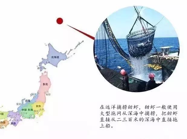 北极甜虾夏天是头籽还是腹籽,北极甜虾原生虾长啥样