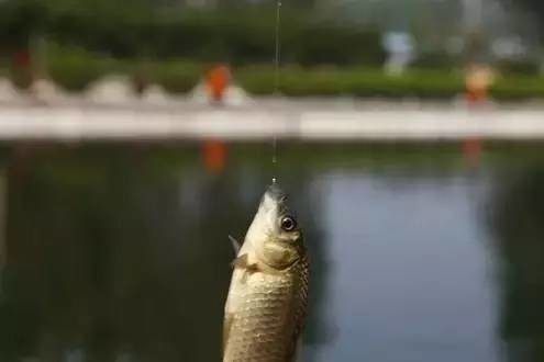 朝天钩垂钓怎样调漂,钓鱼的漂怎么才能使漂迅速的翻身