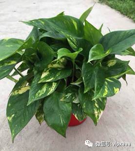 绿萝叶子偏黄的原因及解决方法,绿萝叶子都黄了是什么原因造成的