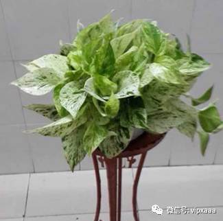 绿萝叶子偏黄的原因及解决方法,绿萝叶子都黄了是什么原因造成的