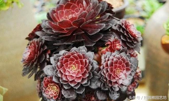 多肉要买生根粉吗,多肉需要买专用土吗