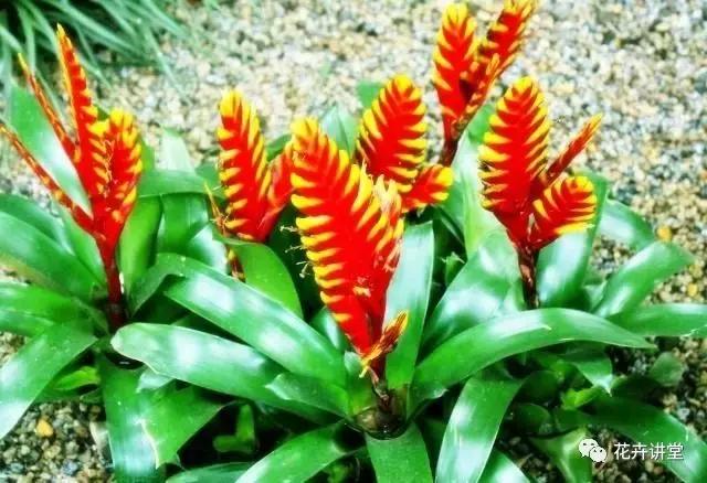 相似的花儿又来了，今天我们来认识它们