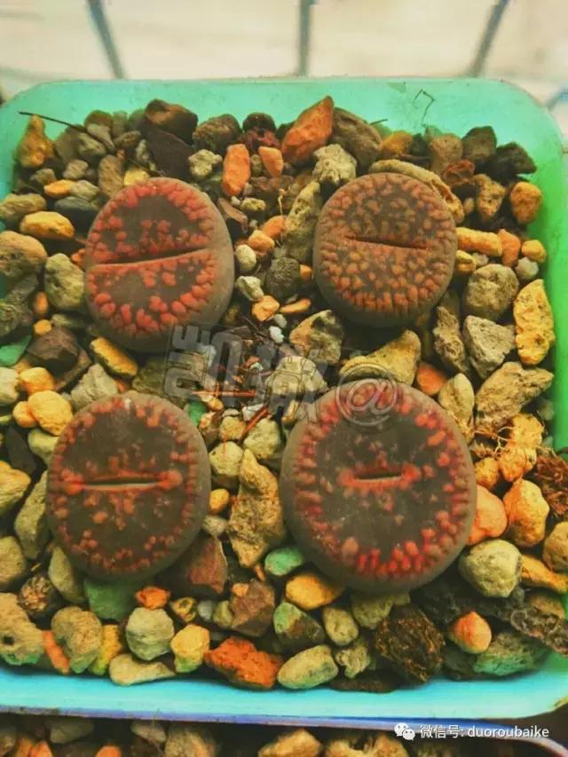 花能解语还多事的读音,一年生石花养护