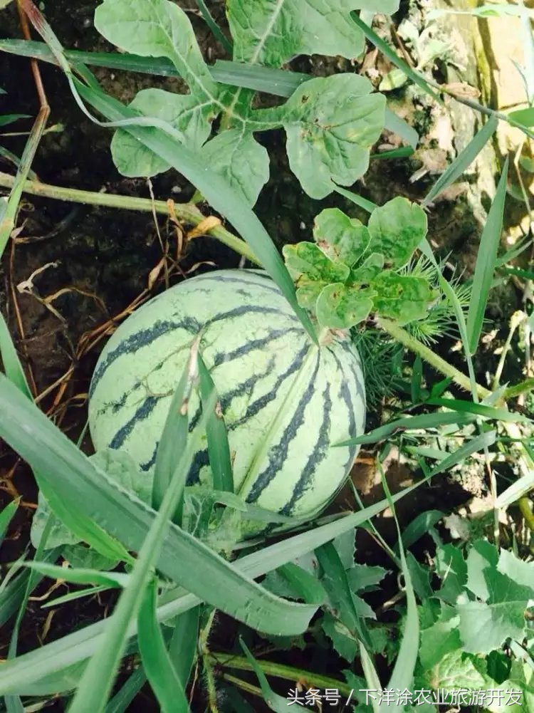 十里春风不如相约下洋涂,宁波不得不去的旅游胜地