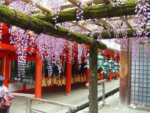 紫藤的四月美景,日本著名紫藤景点