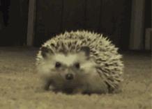 桃花岛稀有宝箱,桃花岛特色物品