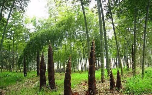 手剥笋怎么除涩,笋要怎么去酸涩