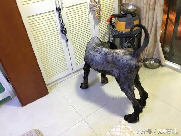 藏獒是不是对主人很温顺,藏獒忠诚护主吗