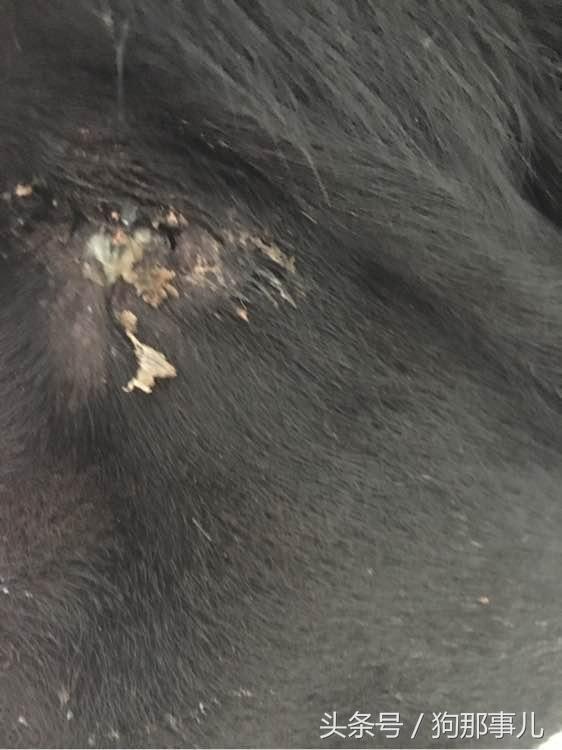 藏獒是不是对主人很温顺,藏獒忠诚护主吗