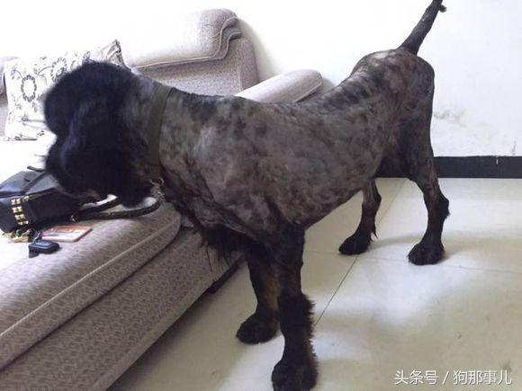 藏獒是不是对主人很温顺,藏獒忠诚护主吗