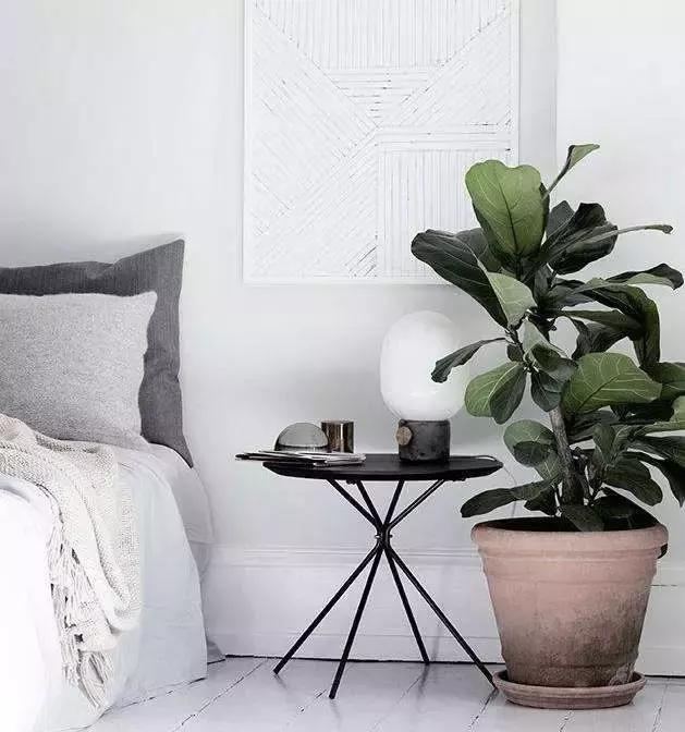 十大室内最好养活的绿植排行榜,绿植大全1000种