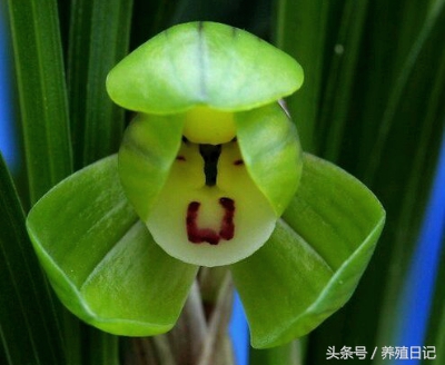 你知道吗？铁锈居然是养兰花的神器！