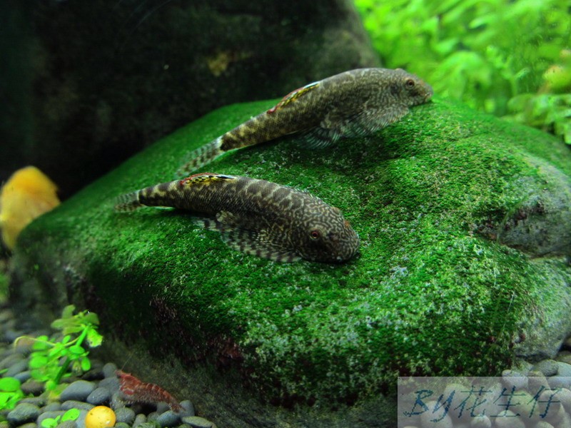 常见原生缸鱼,广西常见原生鱼