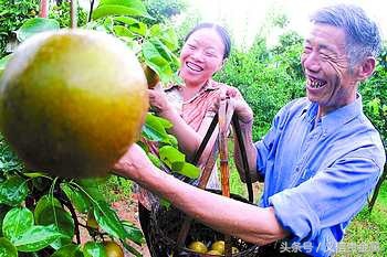 做微商卖水果的心路历程,卖水果哪个微商平台好