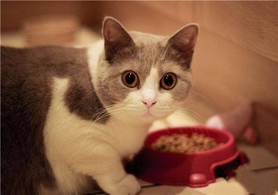 到底该如何选好猫粮呢,怎样选择一个好的猫粮