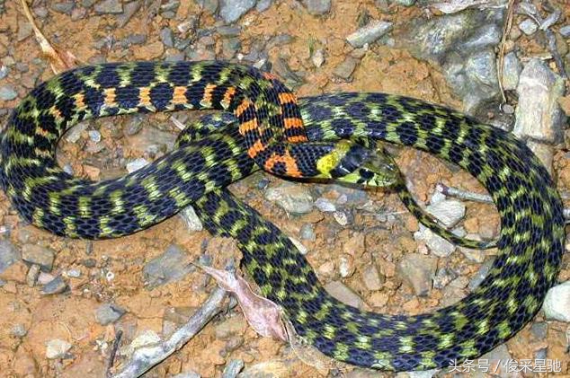 常见的毒蛇排名前十的蛇,中国常见的二十种毒蛇图片