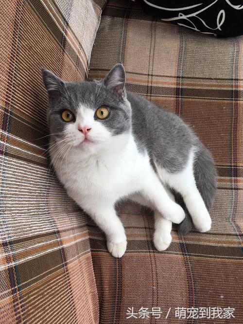 命中注定与温婉的猫相遇 (感谢命运让猫相遇)