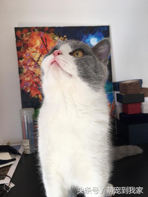 命中注定与温婉的猫相遇 (感谢命运让猫相遇)