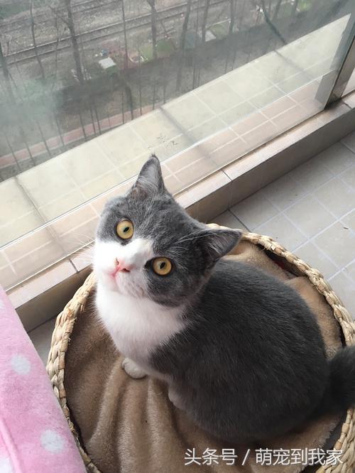 命中注定与温婉的猫相遇 (感谢命运让猫相遇)