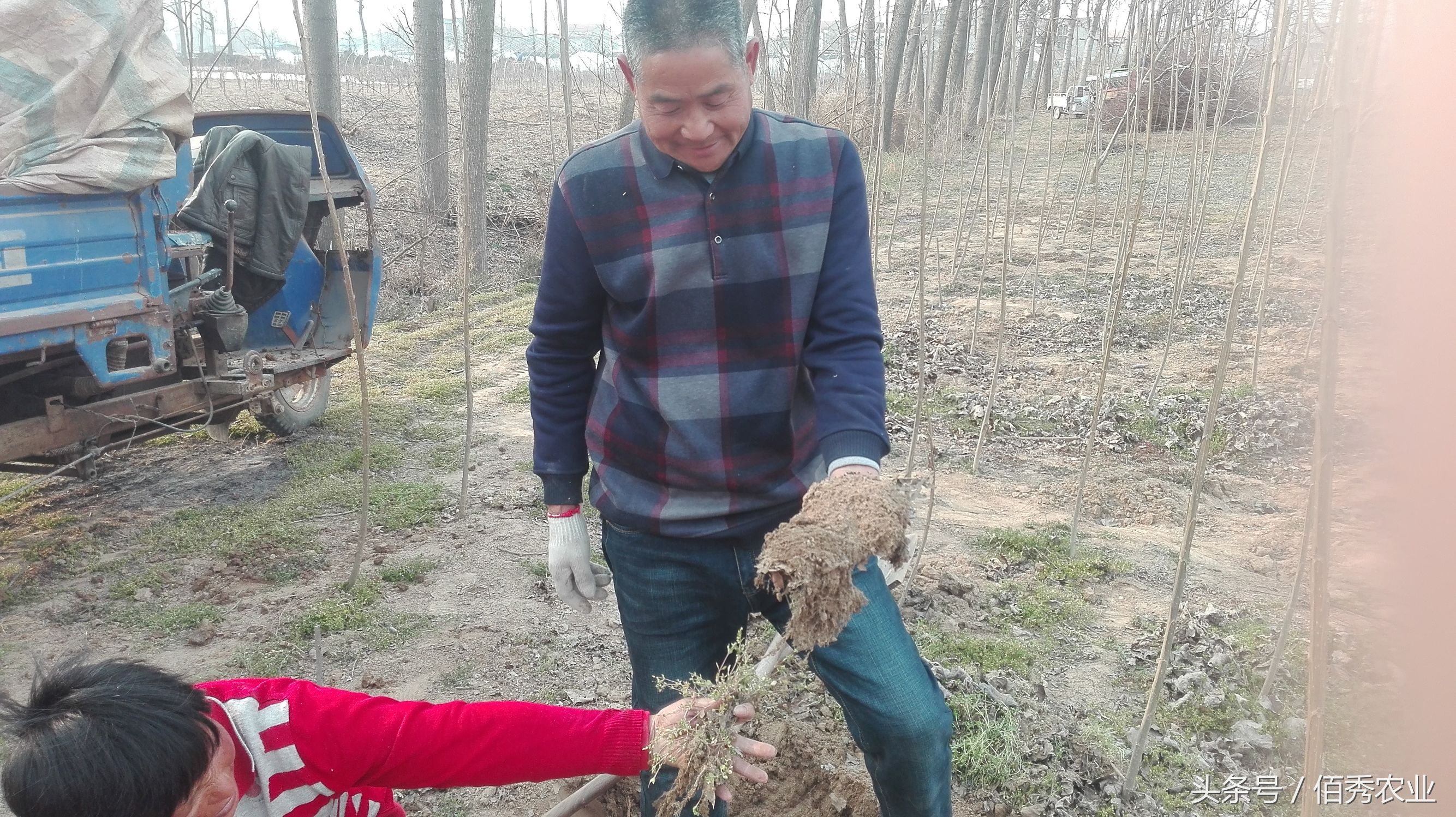 农村的什么杂草治疗痔疮有效果的,农村泛滥成灾的痔疮草