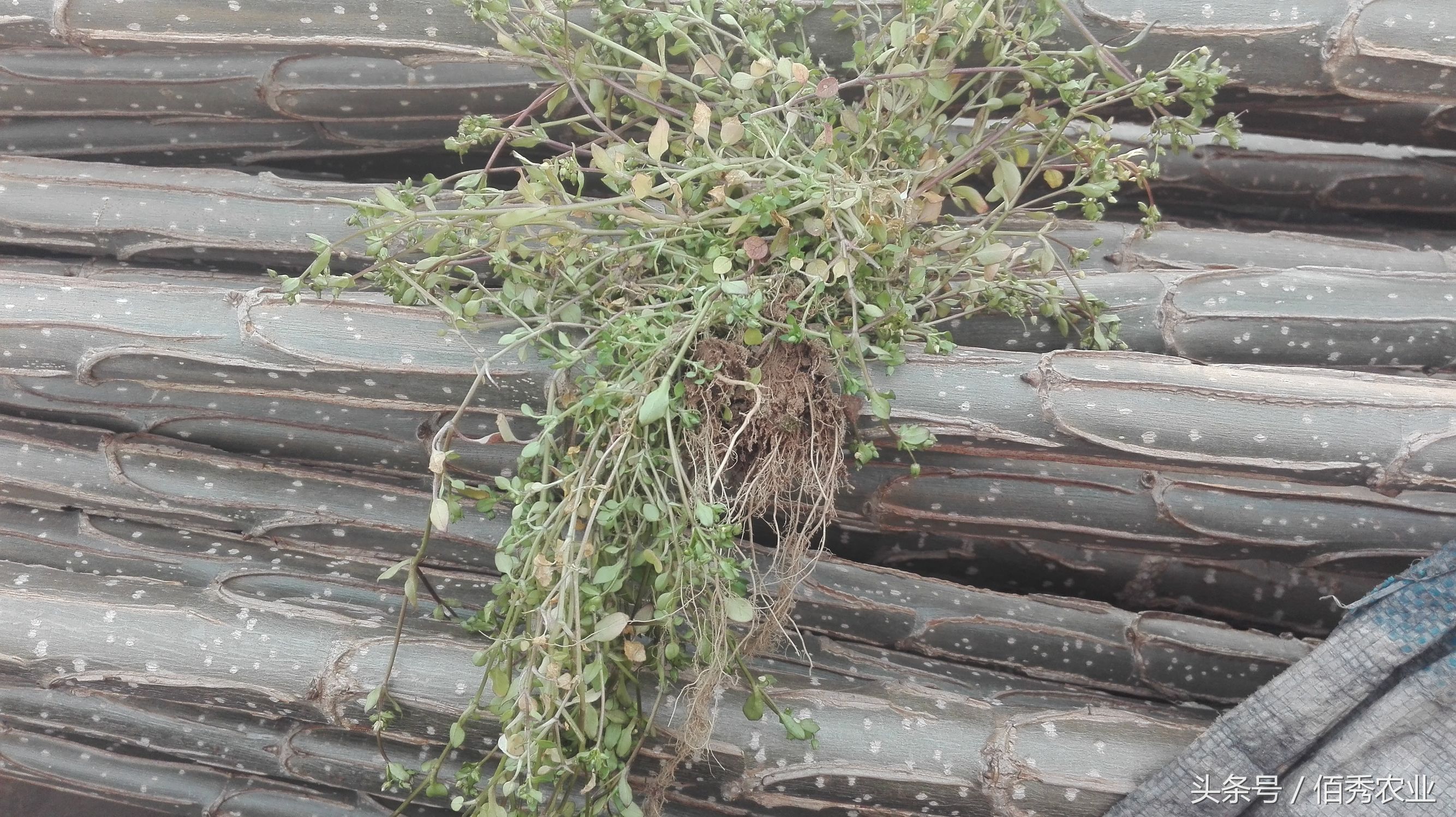 农村的什么杂草治疗痔疮有效果的,农村泛滥成灾的痔疮草