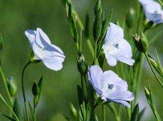 胡麻油科普,十五秒带你认识亚麻籽油