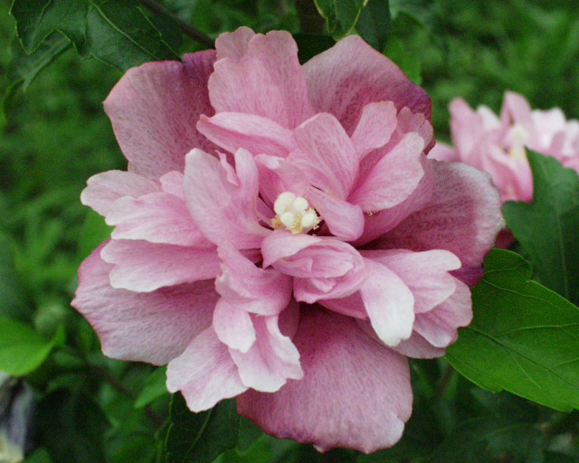 带你认识这些花,这些花长得极丑镇宅又养人