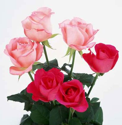 带你认识这些花,这些花长得极丑镇宅又养人