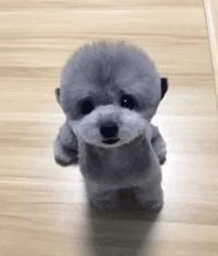 苏格兰的牛，不知该说是帅气还是非主流还是内马尔