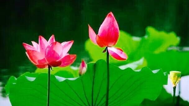 当医生遇到一个病人,当医生遇到特警