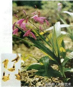 箭叶秋葵中药图谱,农村中草药图谱书籍