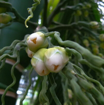 槟榔加酒快活似神仙,槟榔到底有啥秘密呢