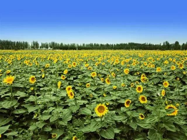 广州游玩攻略一天排行榜,广州免费景点大全排名榜