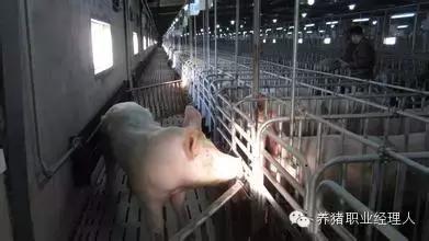 母猪发情怎么分析,母猪场返情的原因和解决办法