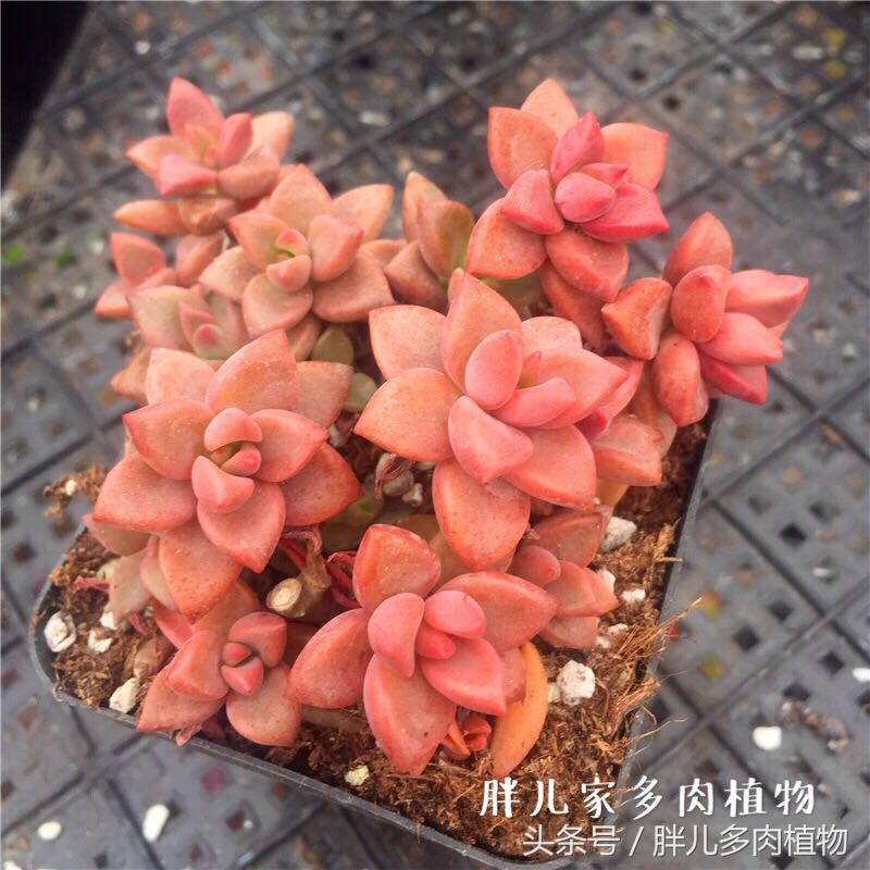 多肉怎么挑选才是正宗的,在网上该如何挑选多肉