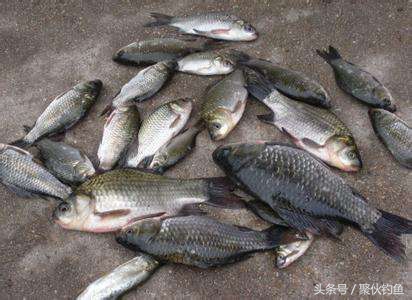 黑坑钓鲫鱼饵料配方,鲫鱼饵料配方大全经典