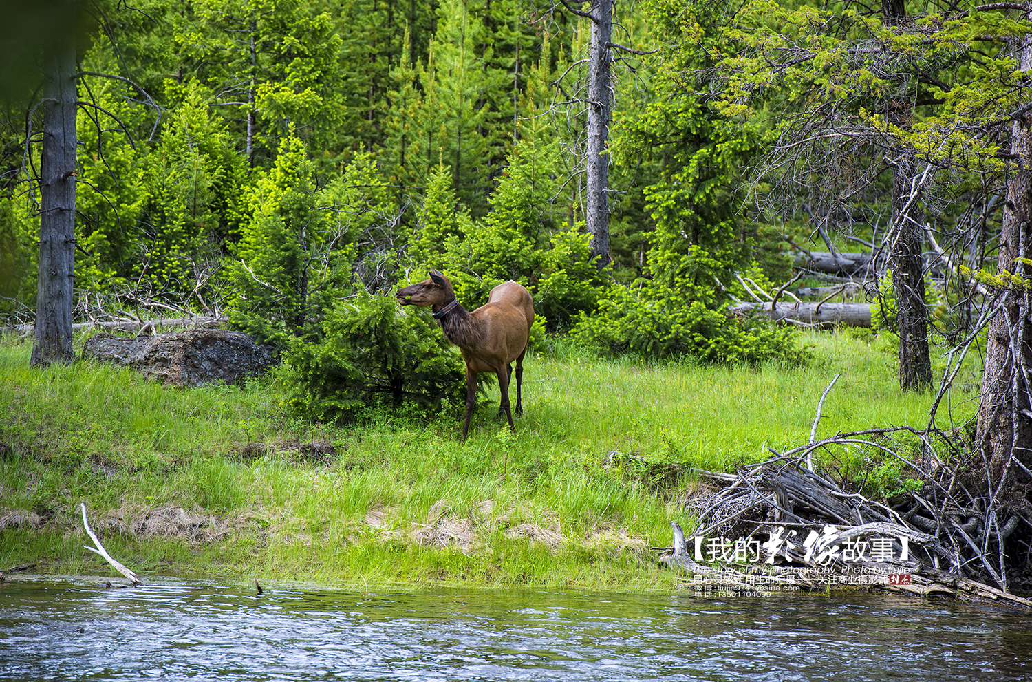黄石公园十大景点排名表最新,国家地理公认前十景点
