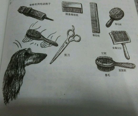 科普狗狗,全面解读狗狗的心理