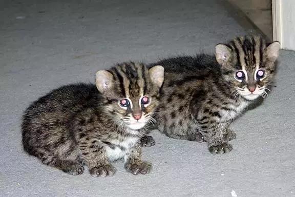 最全的猫的品种你都知道吗,全品种猫